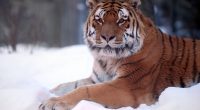 Tiger Snow Wide9973118953 200x110 - Tiger Snow Wide - Wide, Tiger, Snow, Heritage